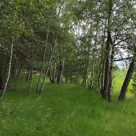 Near Forest